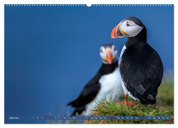 Produktbild: Puffins - Papageientaucher auf Island (Wandkalender 2026 DIN A2 quer), CALVENDO Monatskalender