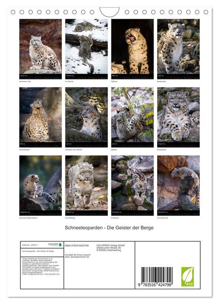 Produktbild: Schneeleoparden - Die Geister der Berge (Wandkalender 2026 DIN A4 hoch), CALVENDO Monatskalender