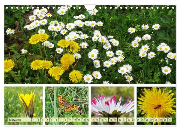 Produktbild: Bl&uuml;tenmeer am Wegesrand (Wandkalender 2026 DIN A4 quer), CALVENDO Monatskalender