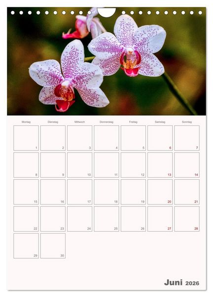 Produktbild: Nachtfalterorchideen in High Dynamic (Wandkalender 2026 DIN A4 hoch), CALVENDO Monatskalender