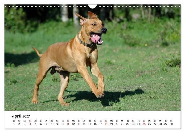 Produktbild: Rhodesian Ridgebacks in Aktion (Wandkalender 2027 DIN A3 quer), CALVENDO Monatskalender