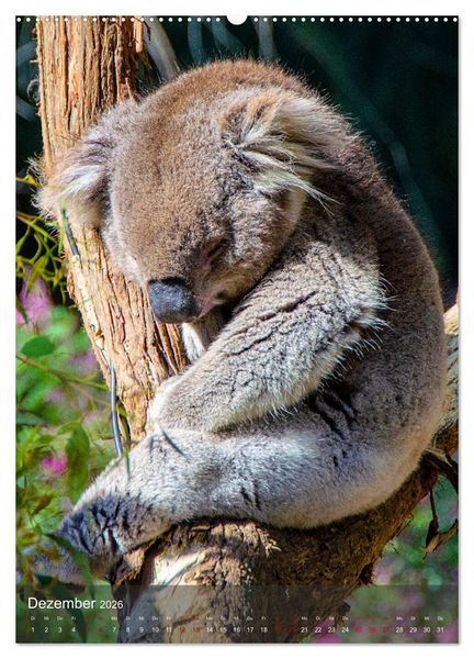 Produktbild: Koalas auf den Pelz ger&uuml;ckt (hochwertiger Premium Wandkalender 2026 DIN A2 hoch), Kunstdruck in Hochglanz