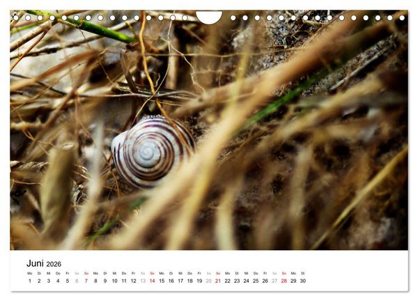 Produktbild: D&uuml;nenmomente - Ein Tag in den D&uuml;nen Nordj&uuml;tlands (Wandkalender 2026 DIN A4 quer), CALVENDO Monatskalender