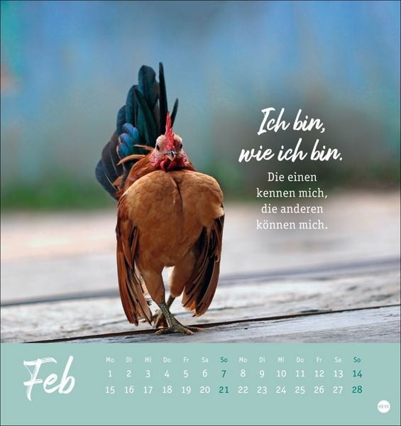 Produktbild: H&uuml;hner Postkartenkalender 2027 - Ach, du verr&uuml;cktes Huhn!