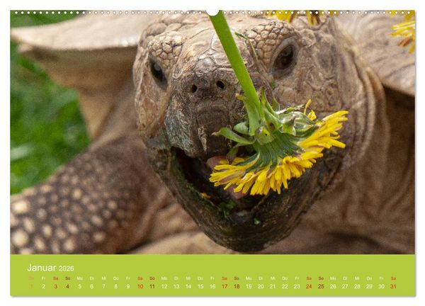 Produktbild: Meine Schildkr&ouml;ten (Wandkalender 2026 DIN A2 quer), CALVENDO Monatskalender