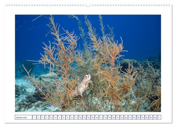 Produktbild: Begegnung mit Meeresschildkr&ouml;ten (hochwertiger Premium Wandkalender 2026 DIN A2 quer), Kunstdruck in Hochglanz