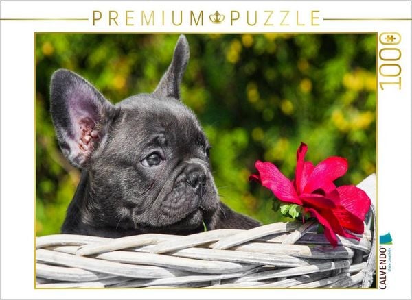 Produktbild: CALVENDO Puzzle Franz&ouml;sische Bulldogge Welpe | 1000 Teile Lege-Gr&ouml;&szlig;e 64x48cm Foto-Puzzle f&uuml;r gl&uuml;ckliche Stunden