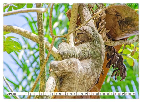 Produktbild: Traumziele Mittelamerikas - Costa Rica, Panama und Kolumbien (Wandkalender 2026 DIN A2 quer), CALVENDO Monatskalender
