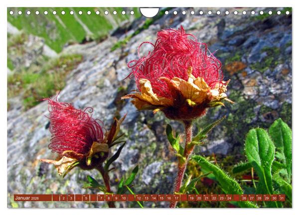 Produktbild: Meine sch&ouml;nsten Alpenblumen (Wandkalender 2026 DIN A4 quer), CALVENDO Monatskalender