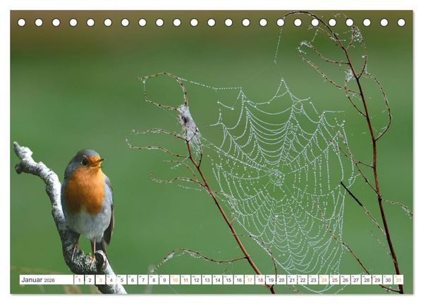 Produktbild: Das Rotkehlchen, ein Kleiner ganz Gro&szlig; (Tischkalender 2026 DIN A5 quer), CALVENDO Monatskalender