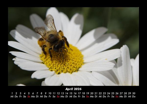 Produktbild: Bien 2026 Fotokalender DIN A3