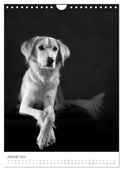 Produktbild: Fine Art Hundeportraits (Wandkalender 2026 DIN A4 hoch), CALVENDO Monatskalender