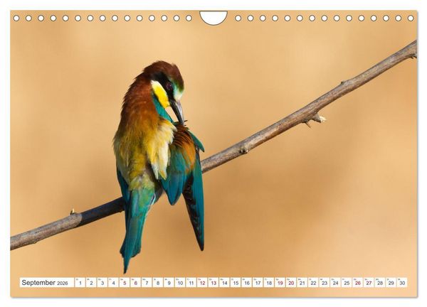 Produktbild: Bunte Flieger (Wandkalender 2026 DIN A4 quer), CALVENDO Monatskalender