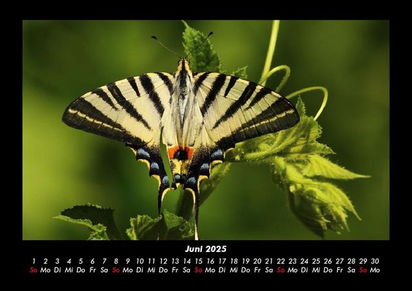 Produktbild: Bunte Pracht der Schmetterlinge 2025 Fotokalender DIN A3
