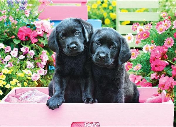 Black Labs in Pink Box Puzzle