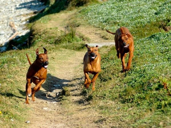 Produktbild: CALVENDO Puzzle Ein Motiv aus dem Kalender Rhodesian Ridgebacks in Aktion | 1000 Teile Lege-Gr&ouml;&szlig;e 64x48cm Foto-Puzzle f&uuml;r gl&uuml;ckliche Stunden