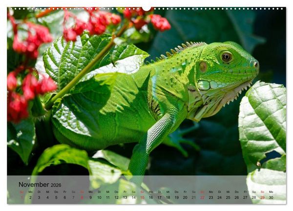 Produktbild: Reptilien Schlangen, Echsen und Co. (hochwertiger Premium Wandkalender 2026 DIN A2 quer), Kunstdruck in Hochglanz
