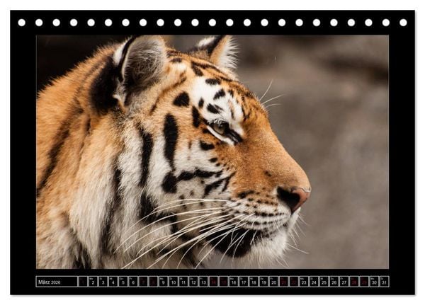 Produktbild: Tiger, L&ouml;we und Co. (Tischkalender 2026 DIN A5 quer), CALVENDO Monatskalender