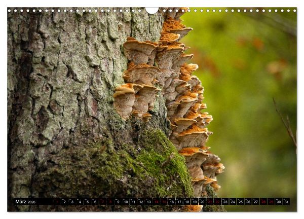 Produktbild: Pilzmania (Wandkalender 2026 DIN A3 quer), CALVENDO Monatskalender