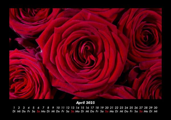 Produktbild: Rosentraum 2025 Fotokalender DIN A3