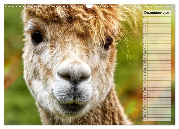Produktbild: Alpaka, coole Typen mit wilden Frisuren (Wandkalender 2026 DIN A3 quer), CALVENDO Monatskalender