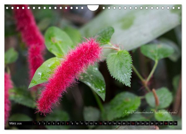 Produktbild: Zierbilder der Natur BLUMEN (Wandkalender 2026 DIN A4 quer), CALVENDO Monatskalender