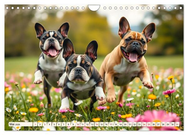 Produktbild: Frenchies in Spiellaune (Wandkalender 2026 DIN A4 quer), CALVENDO Monatskalender