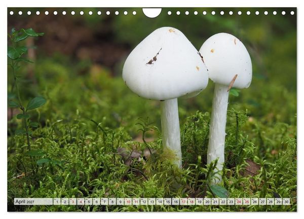 Produktbild: Sch&ouml;n, aber giftig. Giftpilze, die Sammler kennen sollten. (Wandkalender 2027 DIN A4 quer), CALVENDO Monatskalender