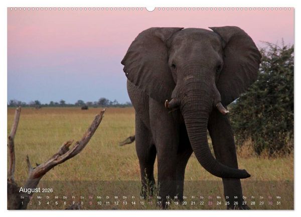 Produktbild: Botswana Wildlife (hochwertiger Premium Wandkalender 2026 DIN A2 quer), Kunstdruck in Hochglanz