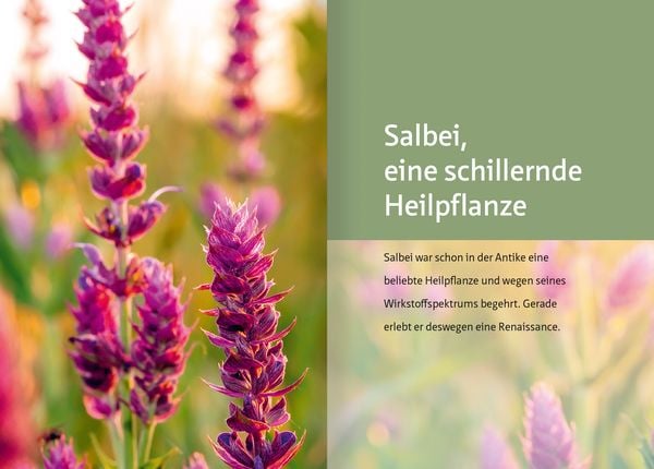 Produktbild: Salbei - Mutter aller Heilpflanzen. Kompakt-Ratgeber