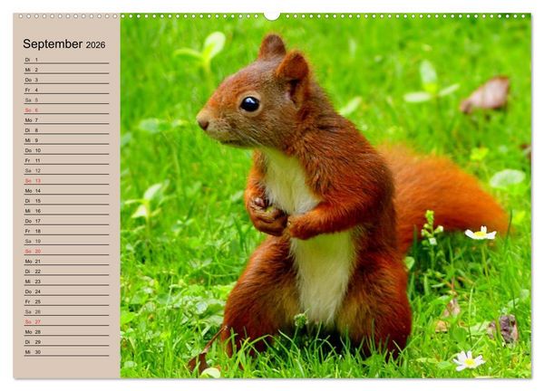 Produktbild: Eichh&ouml;rnchen. Wo sind blo&szlig; die N&uuml;sse? (hochwertiger Premium Wandkalender 2026 DIN A2 quer), Kunstdruck in Hochglanz