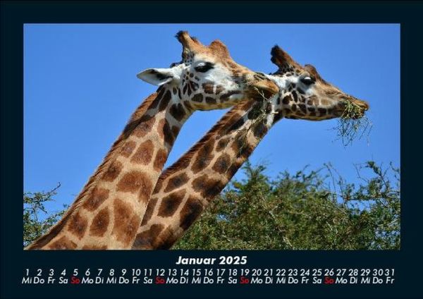 Produktbild: Giraffen 2025 Fotokalender DIN A5