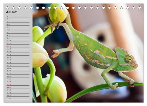 Produktbild: Kaltes Blut. Faszination Reptilien (Tischkalender 2026 DIN A5 quer), CALVENDO Monatskalender