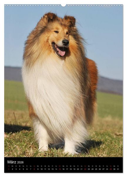 Produktbild: Collie 2026 (hochwertiger Premium Wandkalender 2026 DIN A2 hoch), Kunstdruck in Hochglanz