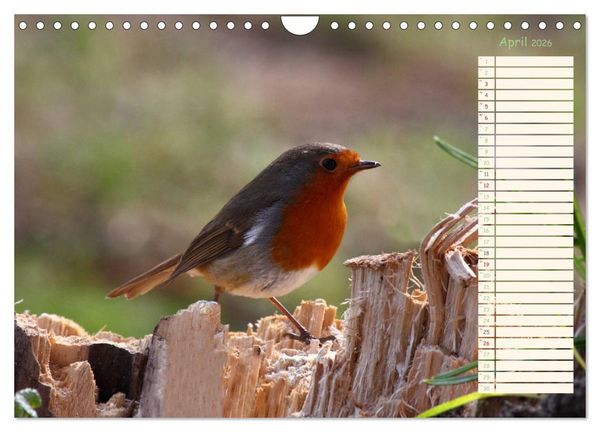Produktbild: Gefiederte Sch&ouml;nheiten - Das Rotkehlchen / Planer (Wandkalender 2026 DIN A4 quer), CALVENDO Monatskalender