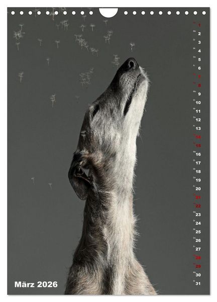 Produktbild: dogmuse deluxe (Wandkalender 2026 DIN A4 hoch), CALVENDO Monatskalender