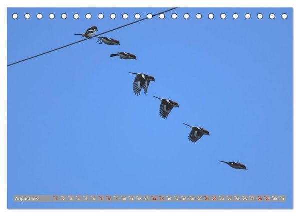 Produktbild: V&ouml;gel im Fluge - Ocells en vol (Tischkalender 2027 DIN A5 quer), CALVENDO Monatskalender