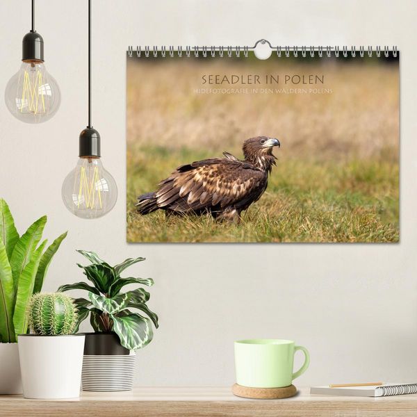 Produktbild: Seeadler in Polen (Wandkalender 2026 DIN A4 quer), CALVENDO Monatskalender