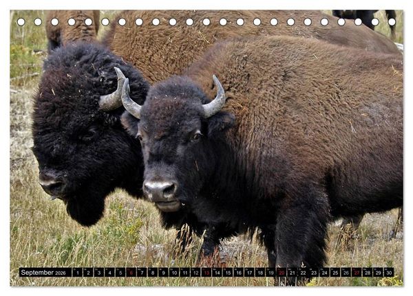 Produktbild: Wisent und Bison (Tischkalender 2026 DIN A5 quer), CALVENDO Monatskalender