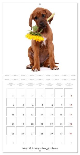 Produktbild: Cute Funny Dogs (Wall Calendar 2026 12 &times; 12 Inch) CALVENDO 12 Month Wall Calendar