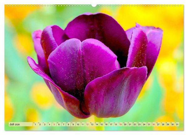 Produktbild: Tulpen. Zauberhafte Bl&uuml;tenpracht (Wandkalender 2026 DIN A2 quer), CALVENDO Monatskalender