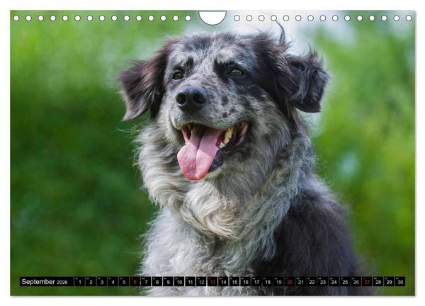 Produktbild: Altdeutsche H&uuml;tehunde - Fast vergessen (Wandkalender 2026 DIN A4 quer), CALVENDO Monatskalender