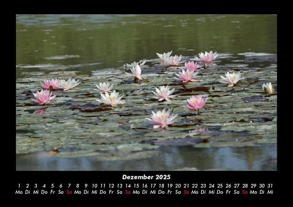 Produktbild: Rosen-Kalender 2025 Fotokalender DIN A3