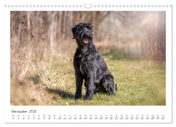 Produktbild: Riesenschnauzer - Treue Partner (Wandkalender 2026 DIN A3 quer), CALVENDO Monatskalender