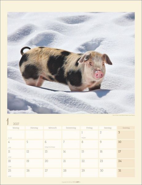 Produktbild: Schweinchen Kalender 2027