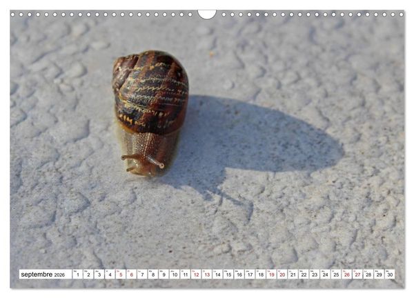 Produktbild: Admirons les escargots (Calendrier mural 2026 DIN A3 vertical), CALVENDO calendrier mensuel