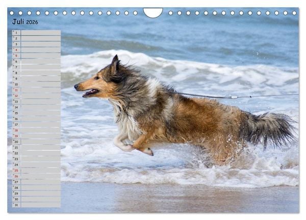 Produktbild: Highland Hawk Fame - Ein Collie begleitet durch das Jahr (Wandkalender 2026 DIN A4 quer), CALVENDO Monatskalender