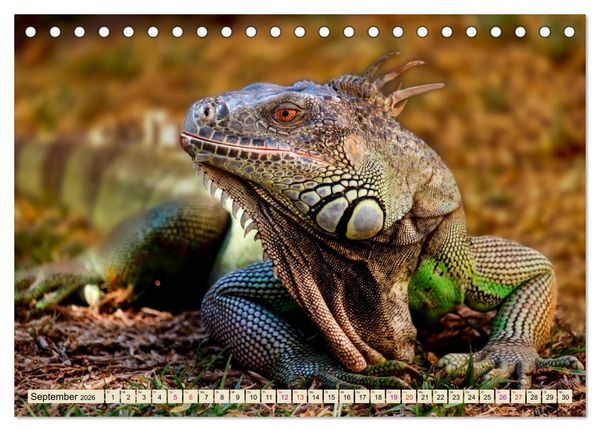 Produktbild: Wundersch&ouml;ner Leguan (Tischkalender 2026 DIN A5 quer), CALVENDO Monatskalender