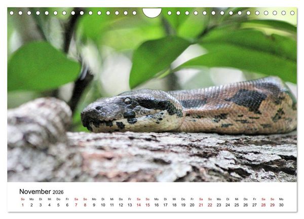 Produktbild: Tiere Madagaskars (Wandkalender 2026 DIN A4 quer), CALVENDO Monatskalender