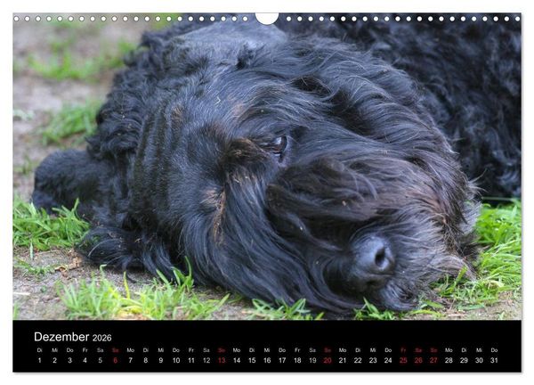 Produktbild: Bouvier des Flandres (Wandkalender 2026 DIN A3 quer), CALVENDO Monatskalender
